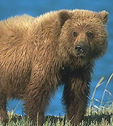 Medved